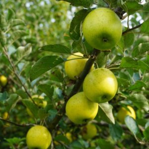 Jabloň domáca (Malus domestica) ´REINE DES REINETTES - ANANÁSOVÁ RENETA´ - zimná, výška 120-150 cm, voľnokorenná